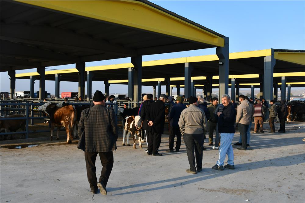 Kayseri'de küçükbaş 25, büyükbaş kurbanlık 35 bin liradan başlayacak