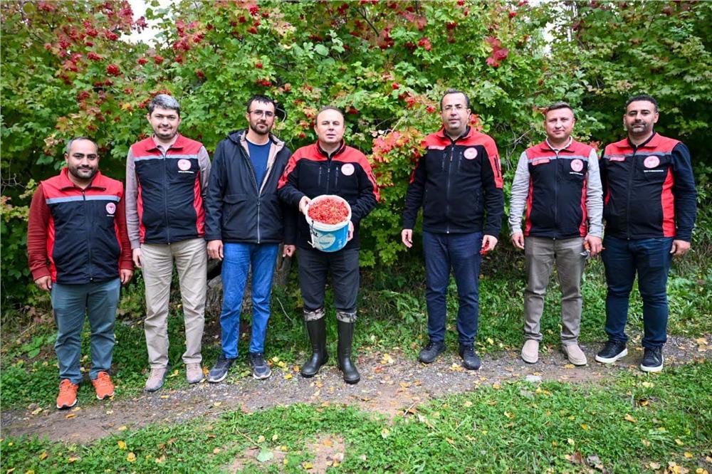 Akkışla’da gilaburu hasadı yapıldı