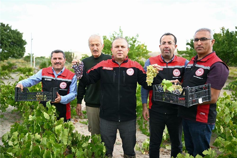 İncesu’da bağ bozumu yapıldı, aspir yağı üretimi incelendi